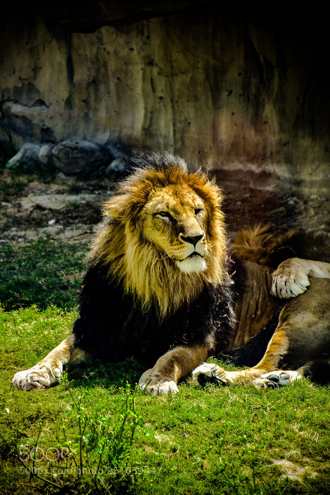 Nikon D7200 sample photo. King... photography