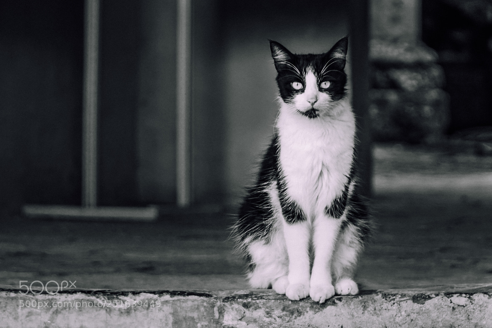 Sony a6300 sample photo. Cats of havana photography