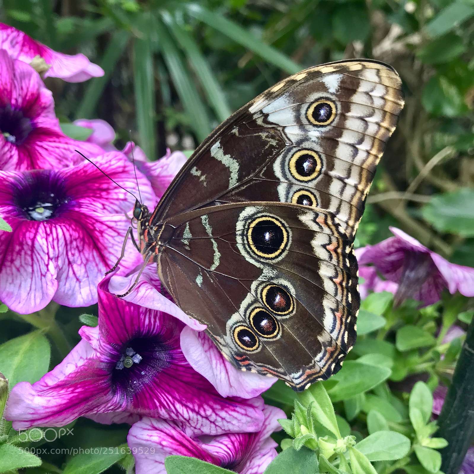 Apple iPhone 7 sample photo. Owl butterfly photography