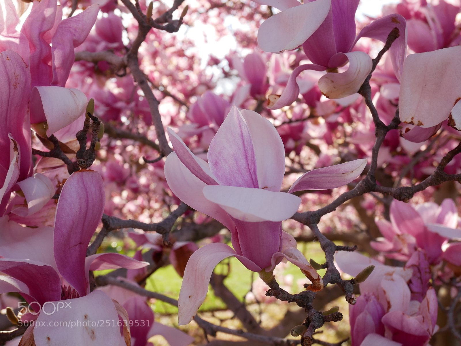 Panasonic Lumix DMC-GX85 (Lumix DMC-GX80 / Lumix DMC-GX7 Mark II) sample photo. Magnolias at the castle photography