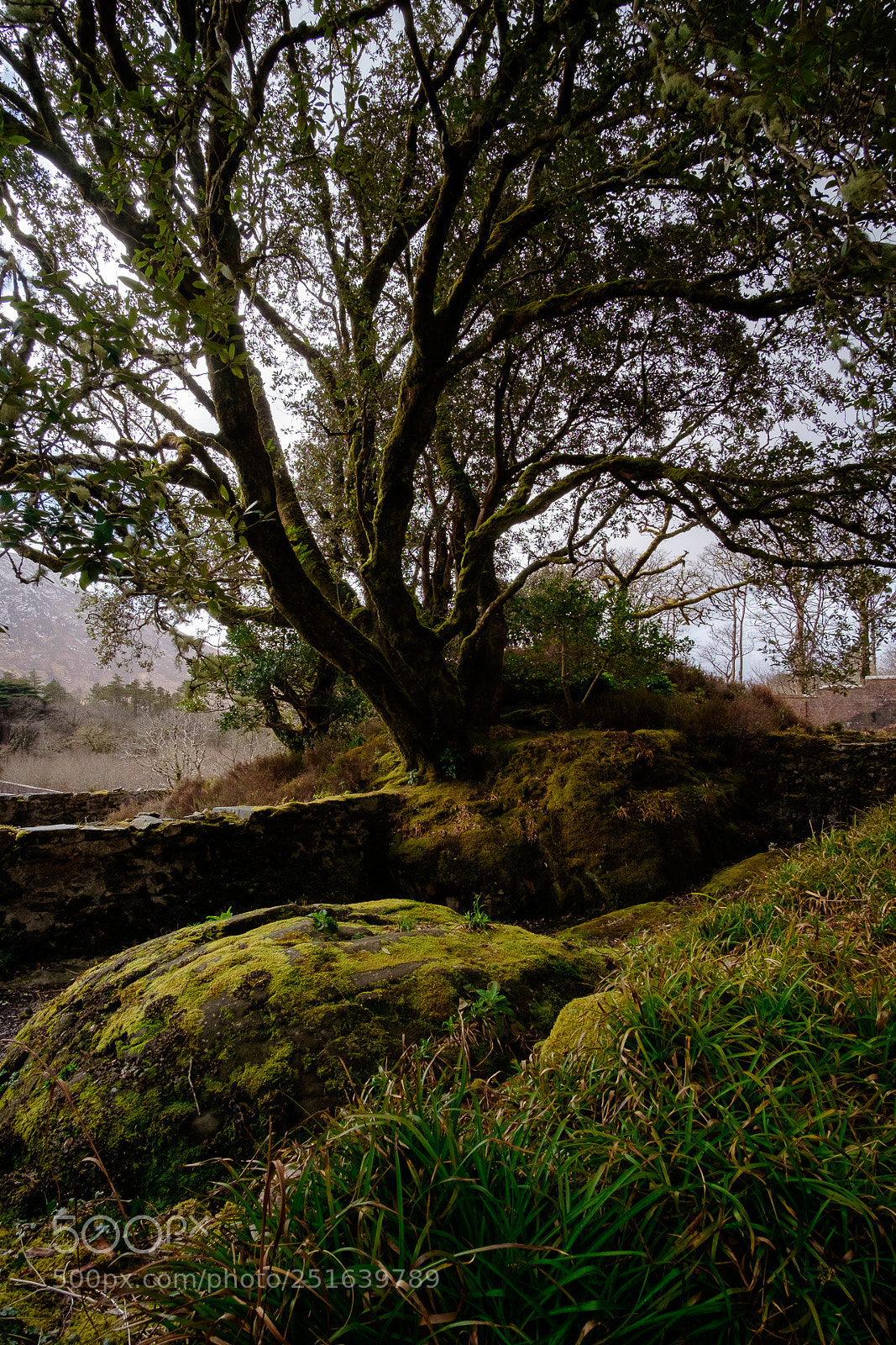 Fujifilm X-T1 sample photo. Lovely tree photography
