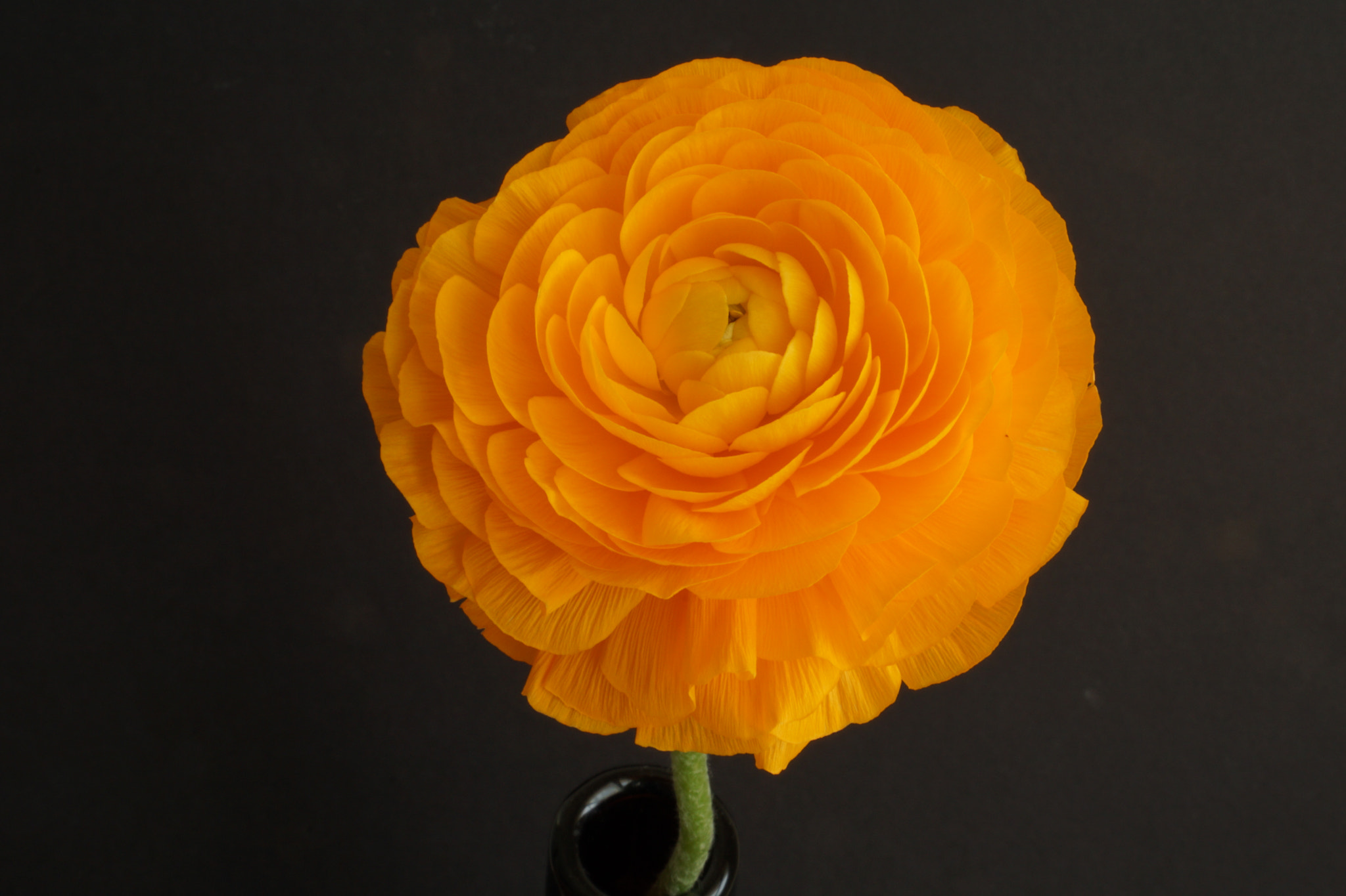 Sony E 18-55mm F3.5-5.6 OSS sample photo. Raununculus closeup photography