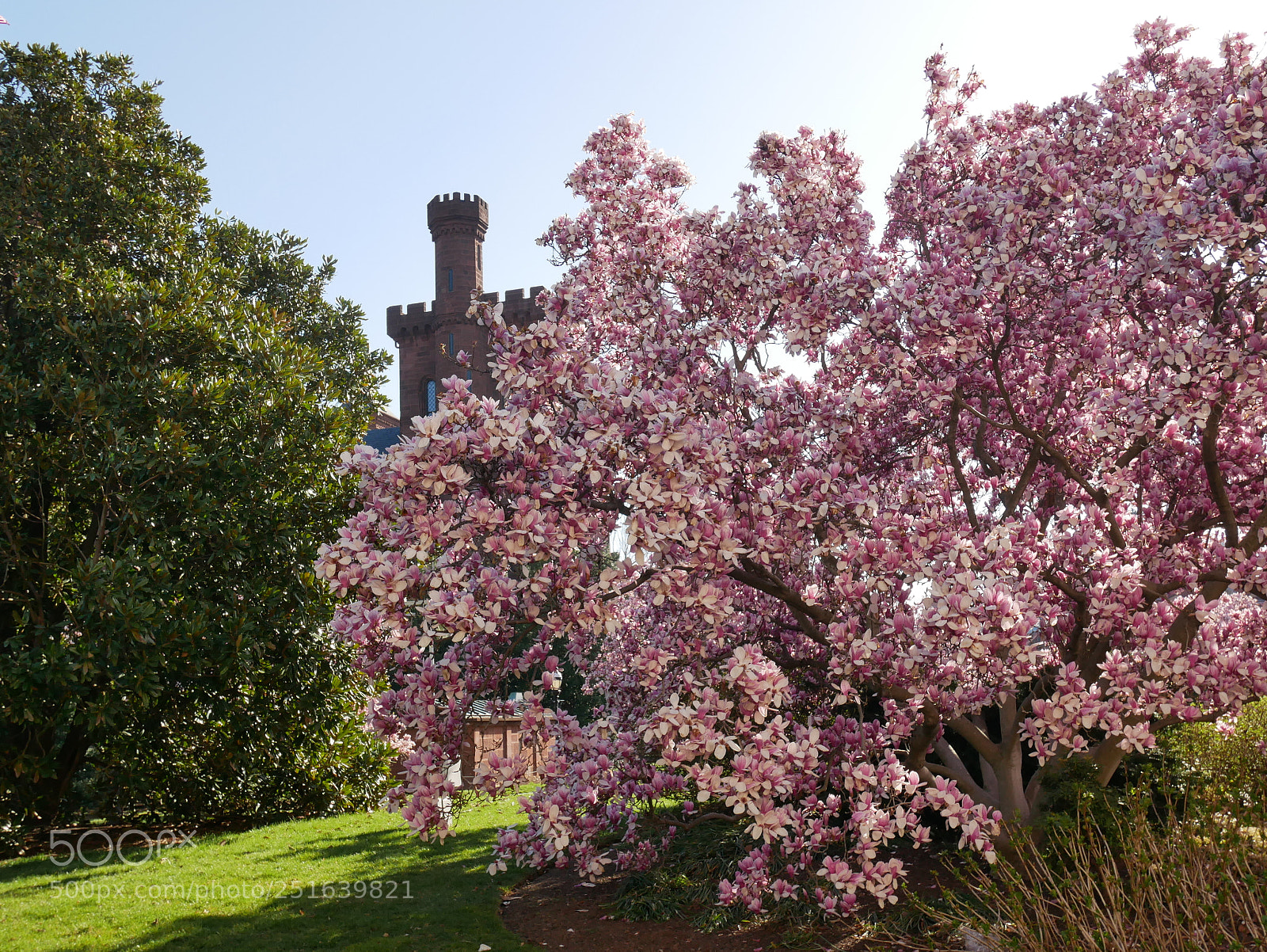 Panasonic Lumix DMC-GX85 (Lumix DMC-GX80 / Lumix DMC-GX7 Mark II) sample photo. Magnolias at the castle photography