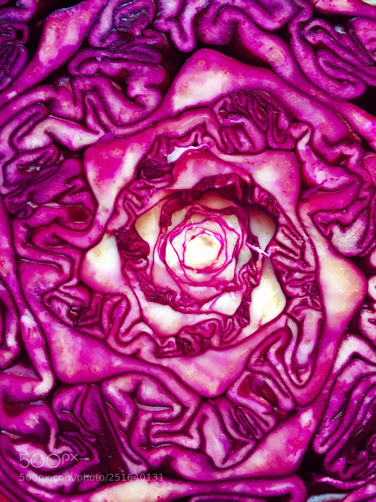 Apple iPhone 6 sample photo. Cabbage style  photography