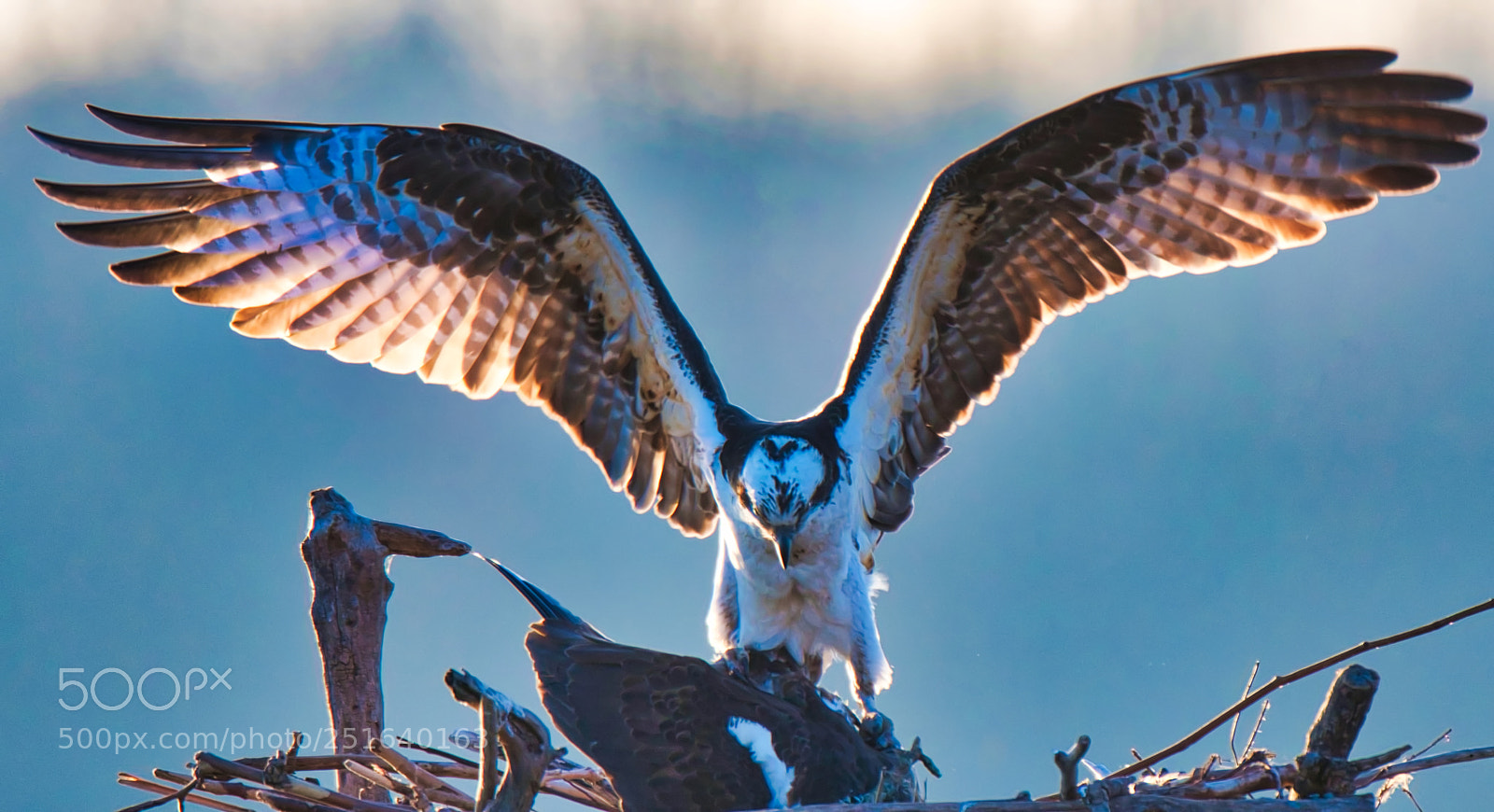 Nikon D500 sample photo. Ready to fly photography