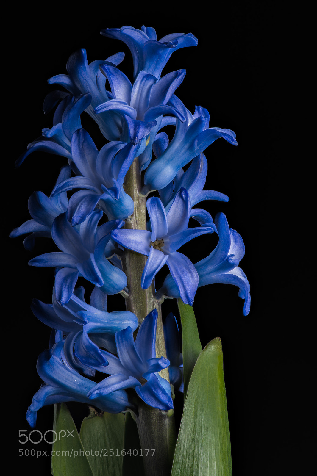 Nikon D4S sample photo. Hyacinth photography