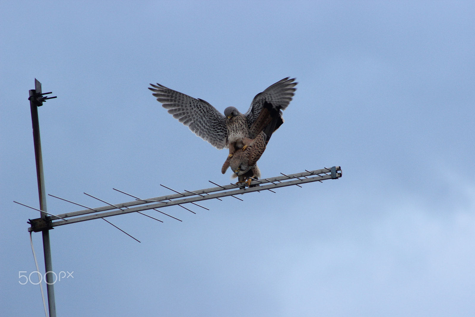 Canon EF 90-300mm F4.5-5.6 USM sample photo. Hawk porn photography