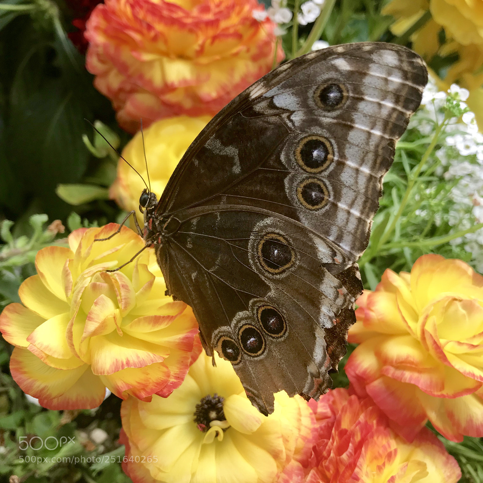 Apple iPhone 7 sample photo. Owl butterfly in colorful photography