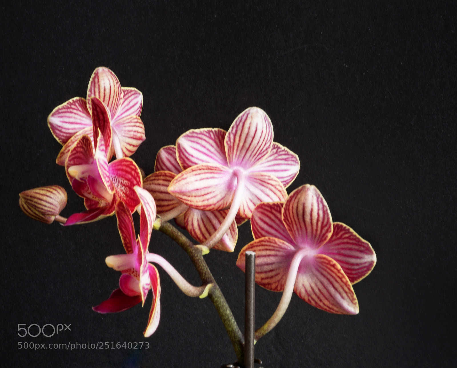 Sony a6000 sample photo. Mini phalenopsis closeup photography