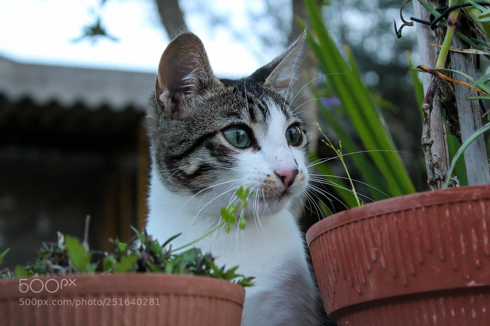 Canon EOS 1300D (EOS Rebel T6 / EOS Kiss X80) sample photo. Benny photography