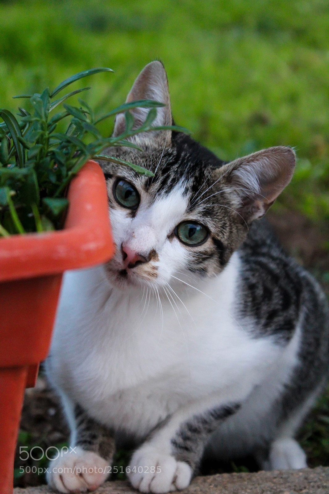 Canon EOS 1300D (EOS Rebel T6 / EOS Kiss X80) sample photo. Benny photography