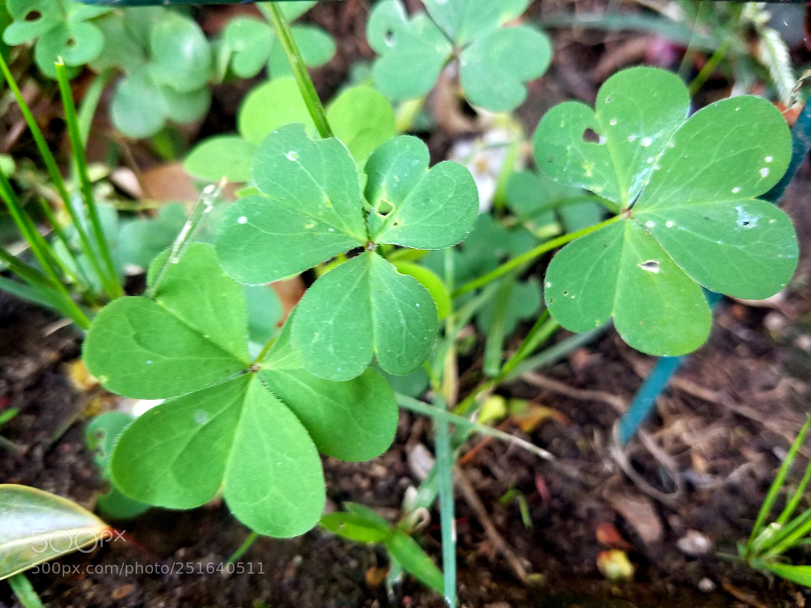 Samsung Galaxy S7 sample photo. Shamrock photography