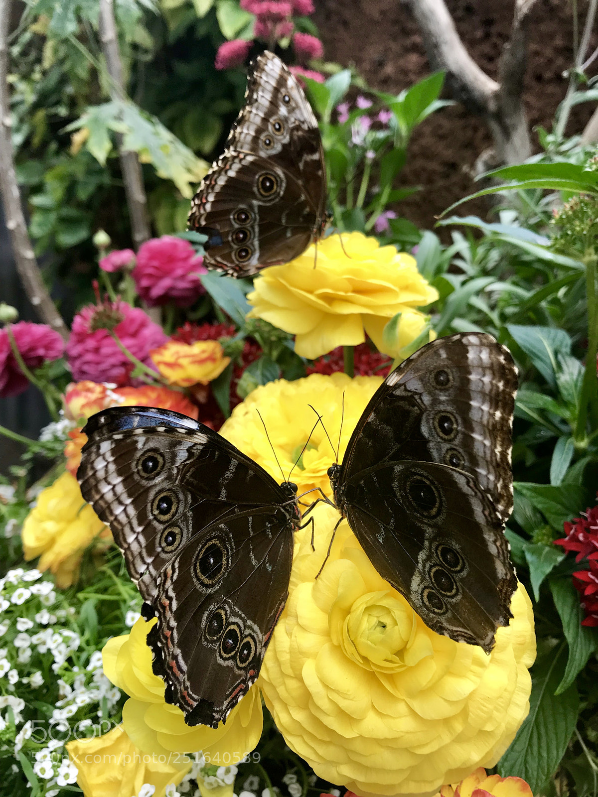 Apple iPhone 7 sample photo. Three butterflies photography
