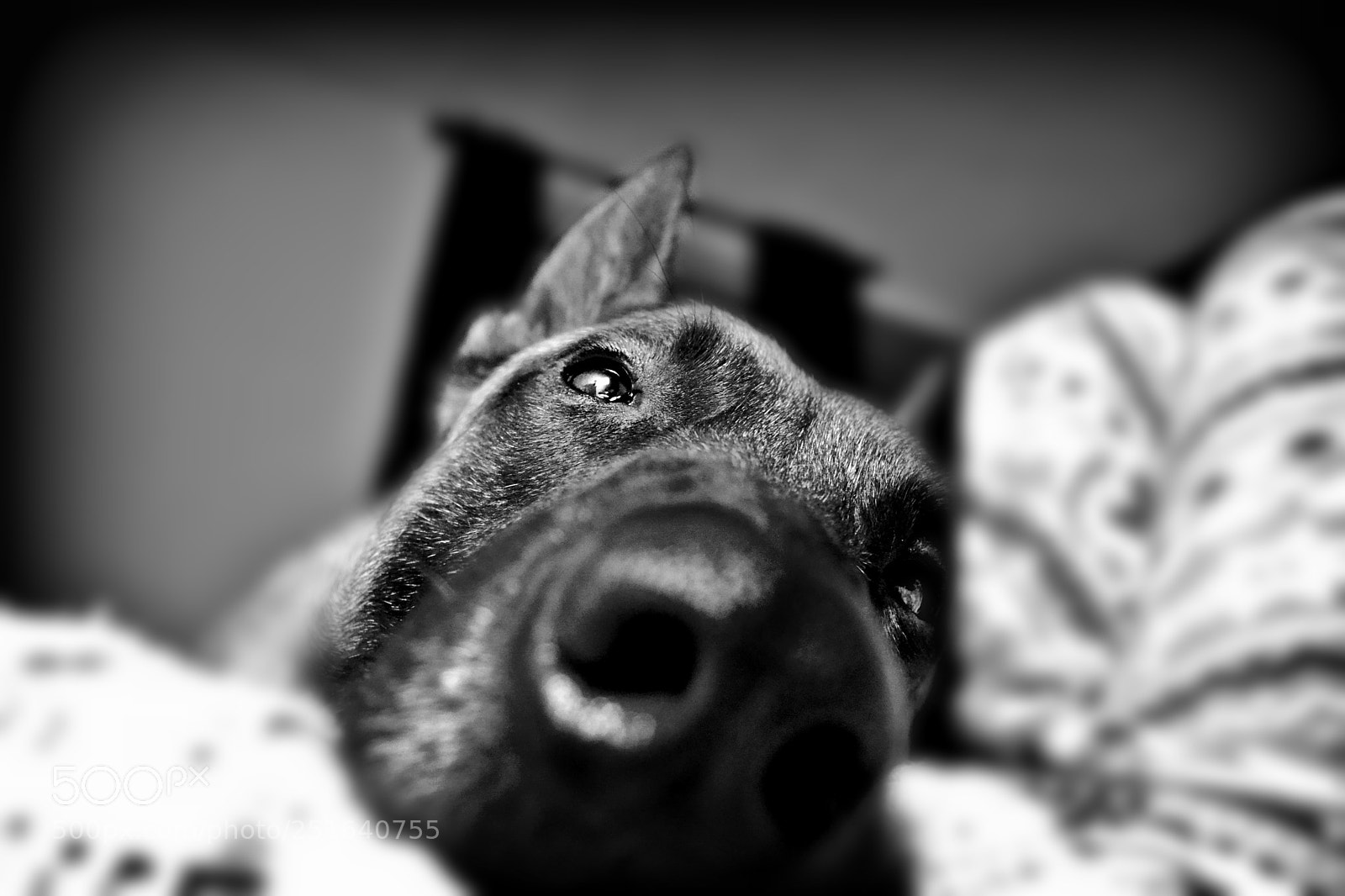 Nikon D3100 sample photo. Artù photography