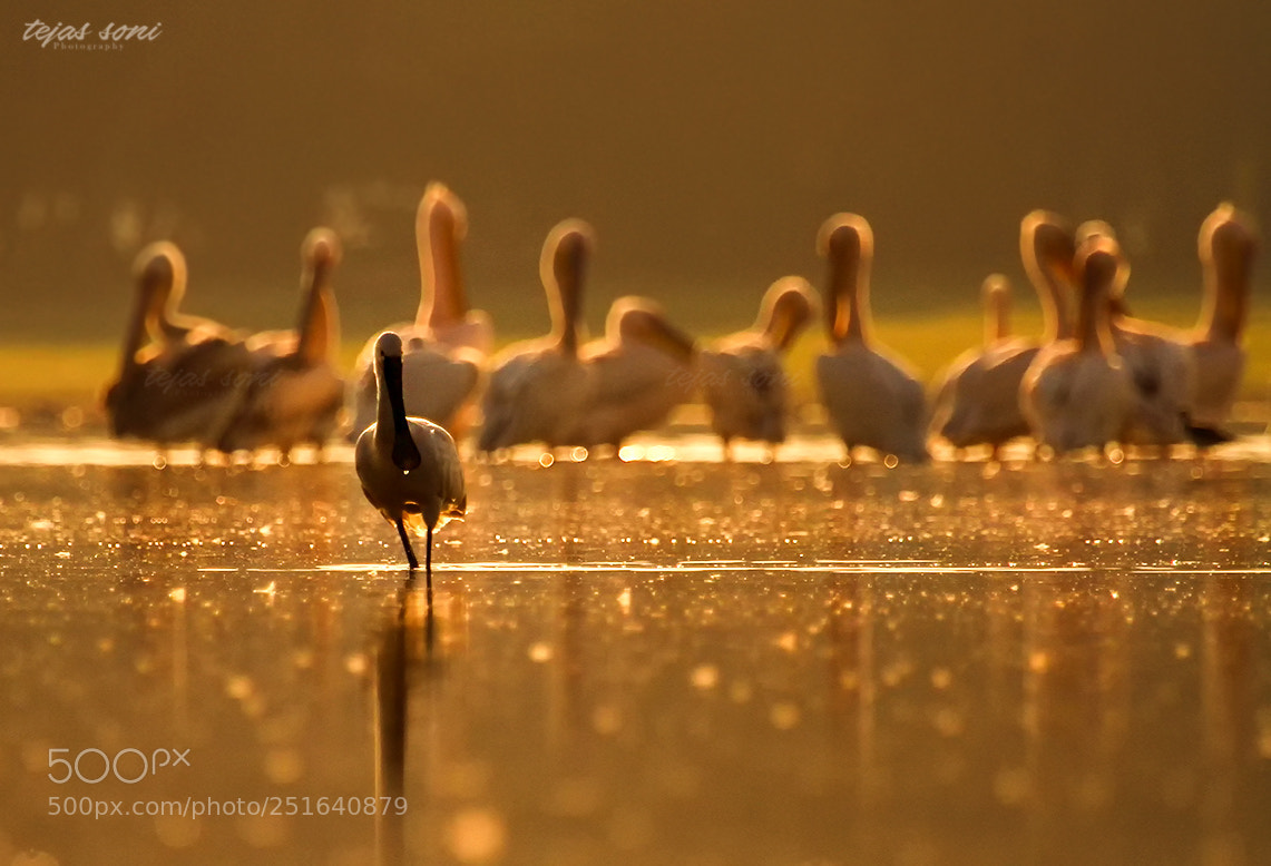 Canon EOS 7D sample photo. Eurasian spoonbill photography