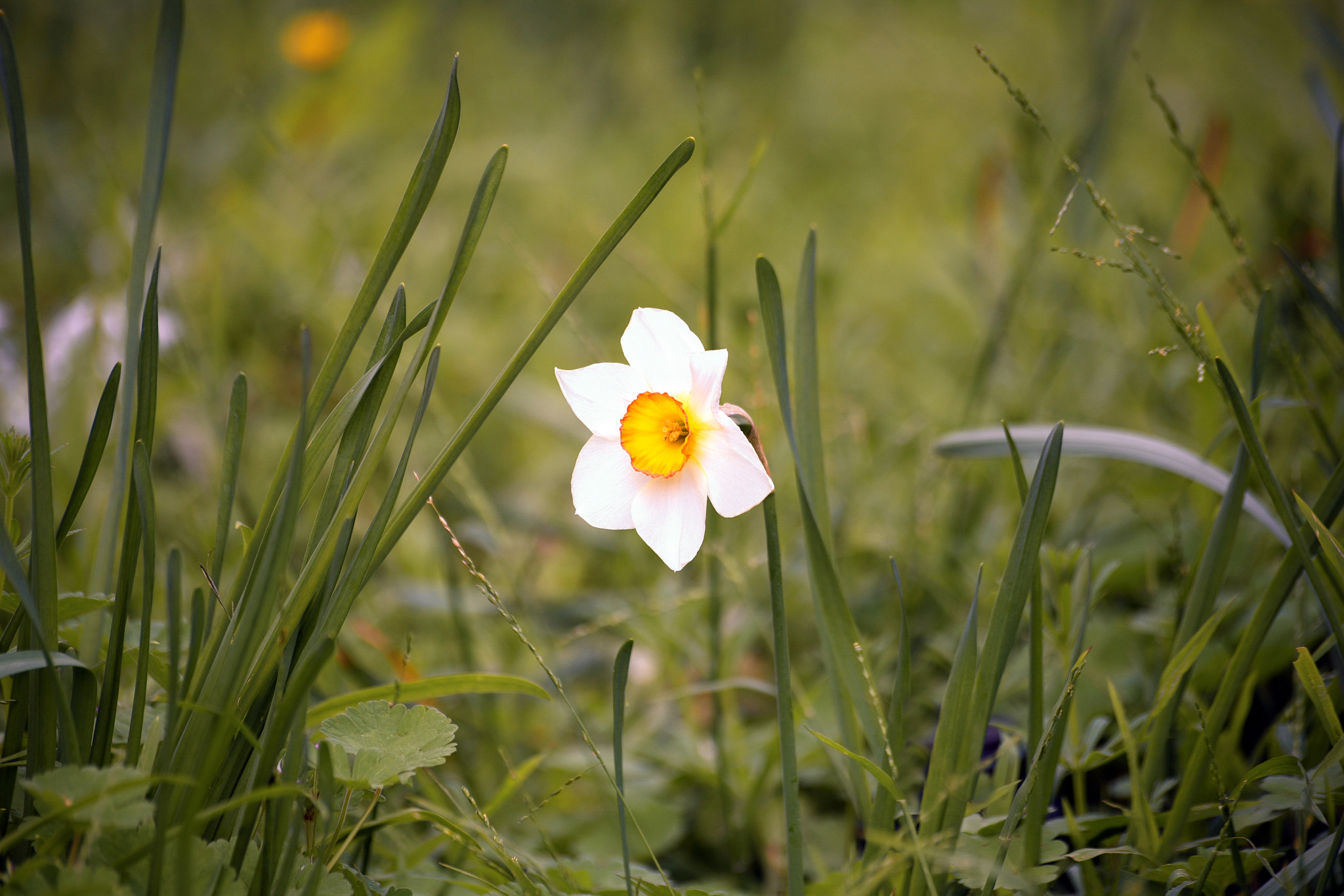 Sigma 70-300mm F4-5.6 APO Macro Super II sample photo. Lonely daffodil photography