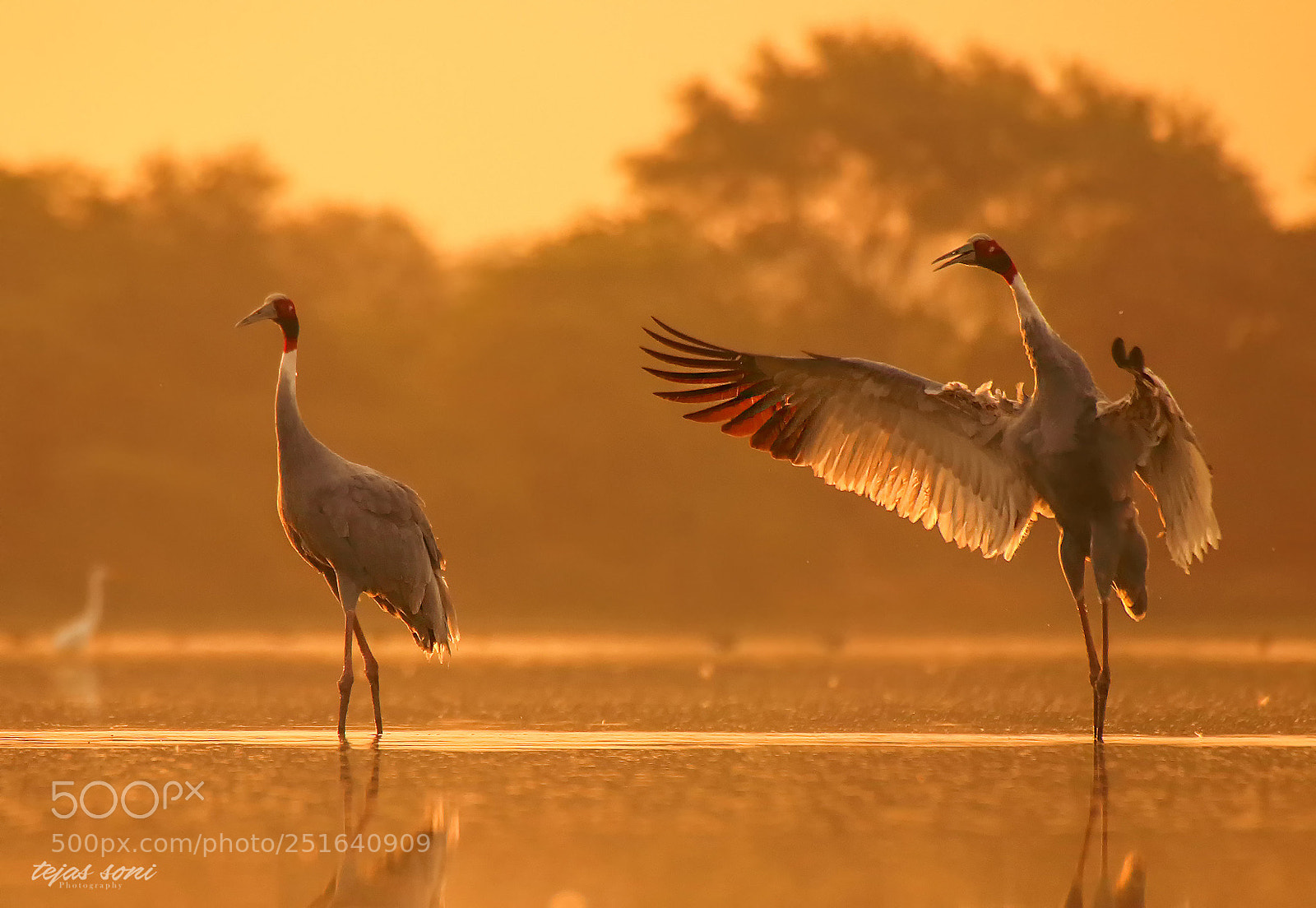 Canon EOS 80D sample photo. Sarus crane photography