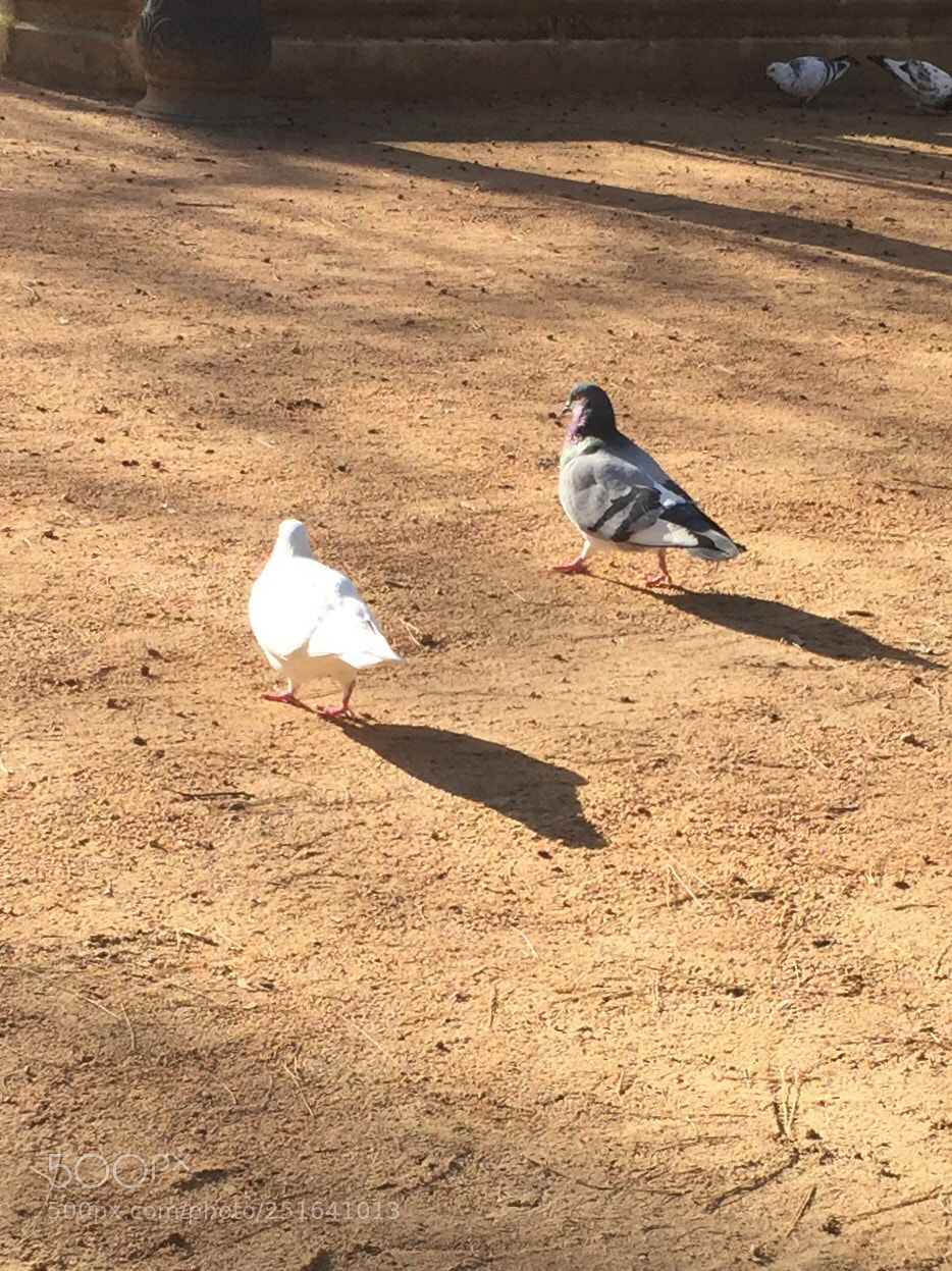 Apple iPhone 6 sample photo. Chit chat photography