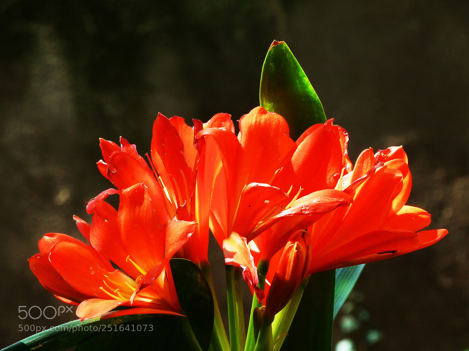 Panasonic Lumix DMC-FZ200 sample photo. Red flowers photography