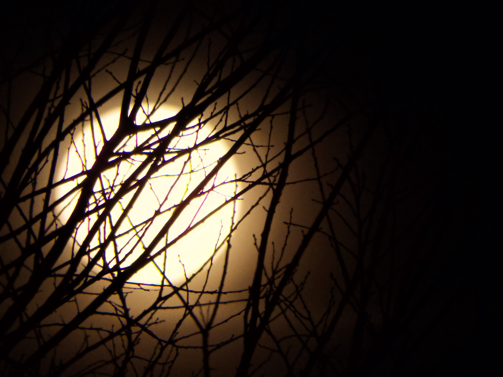 Olympus SP-100EE sample photo. Luna llena entre matorrales photography
