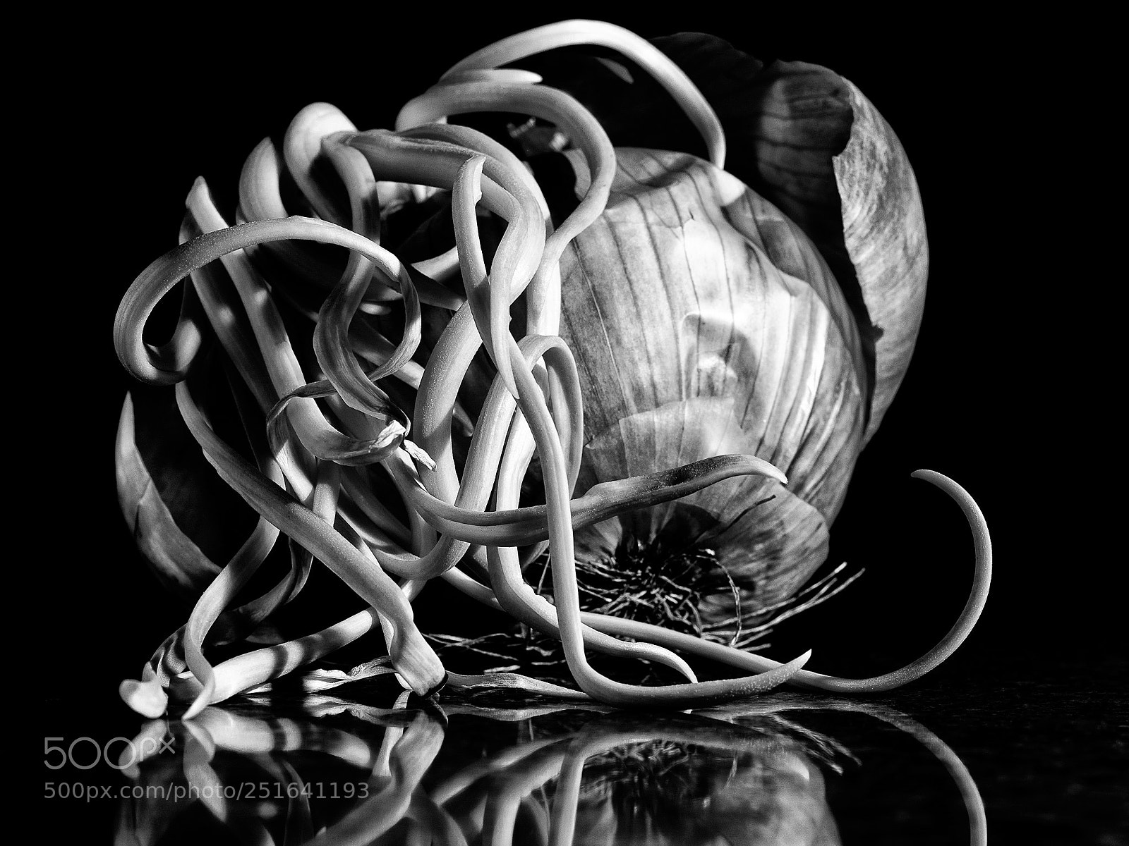 Canon EOS 5D Mark IV sample photo. Life of onion photography