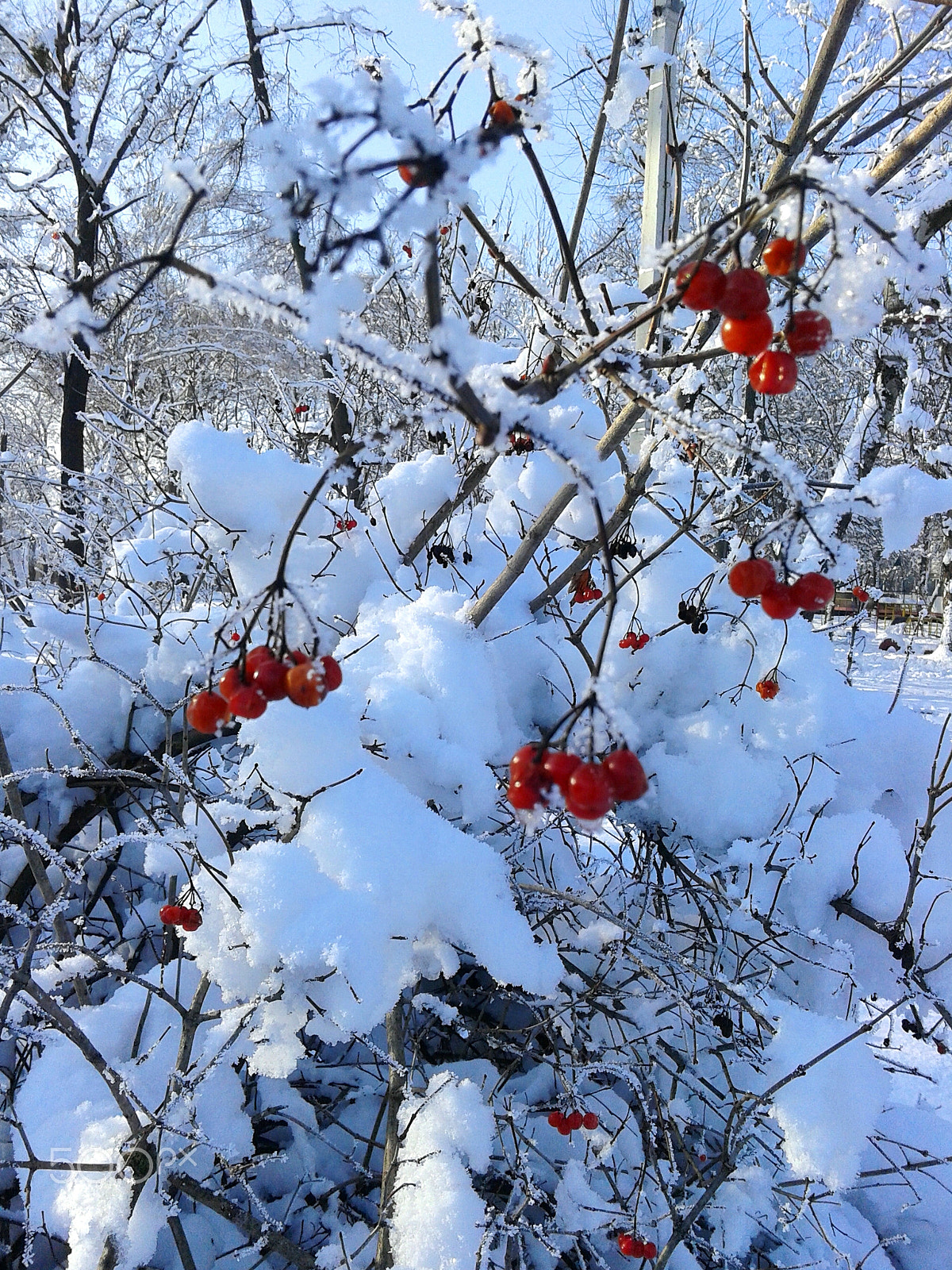 Samsung Galaxy Core sample photo. Red viburnum photography