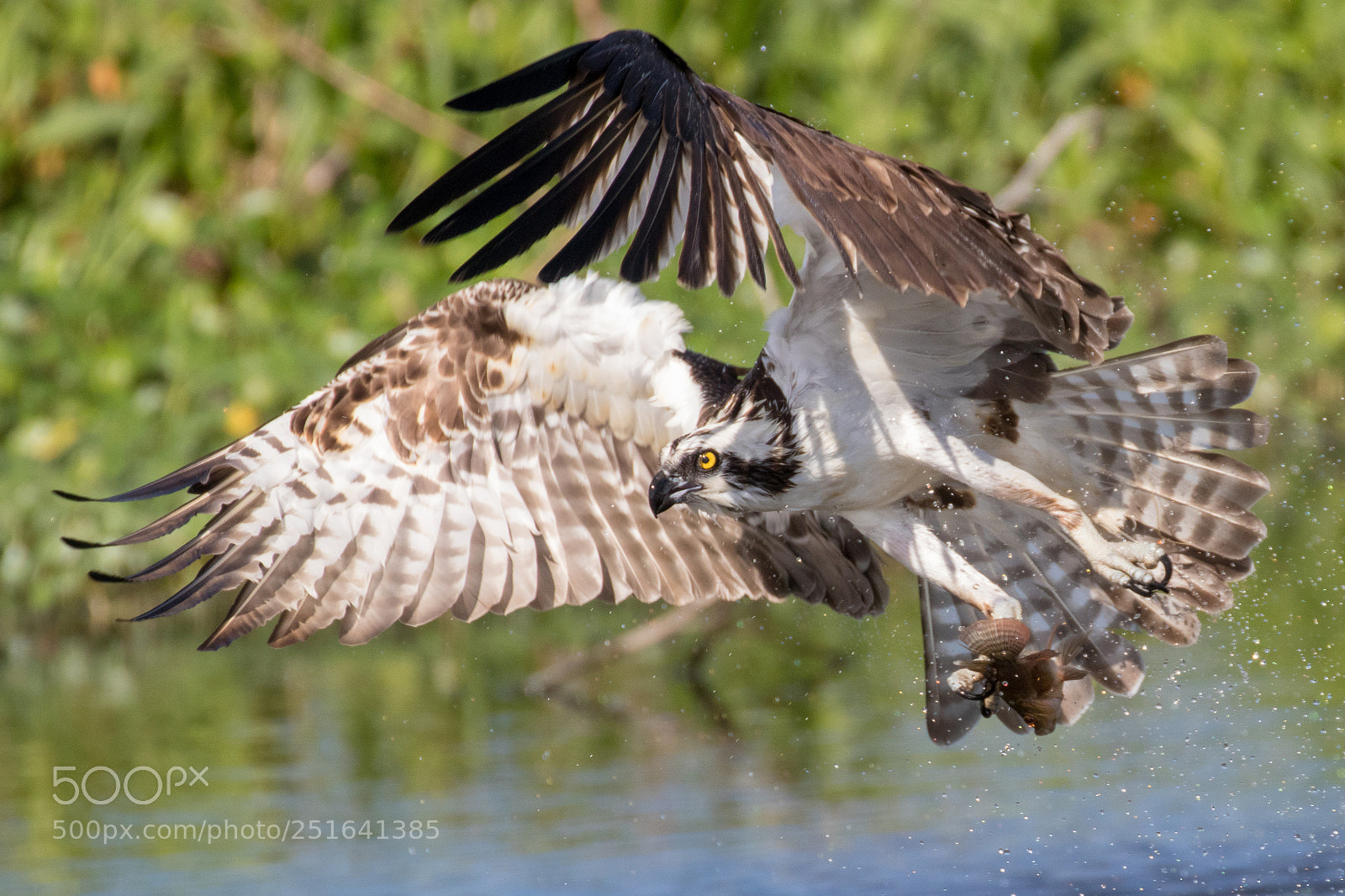 Canon EOS 80D sample photo. Osprey with fresh kill photography