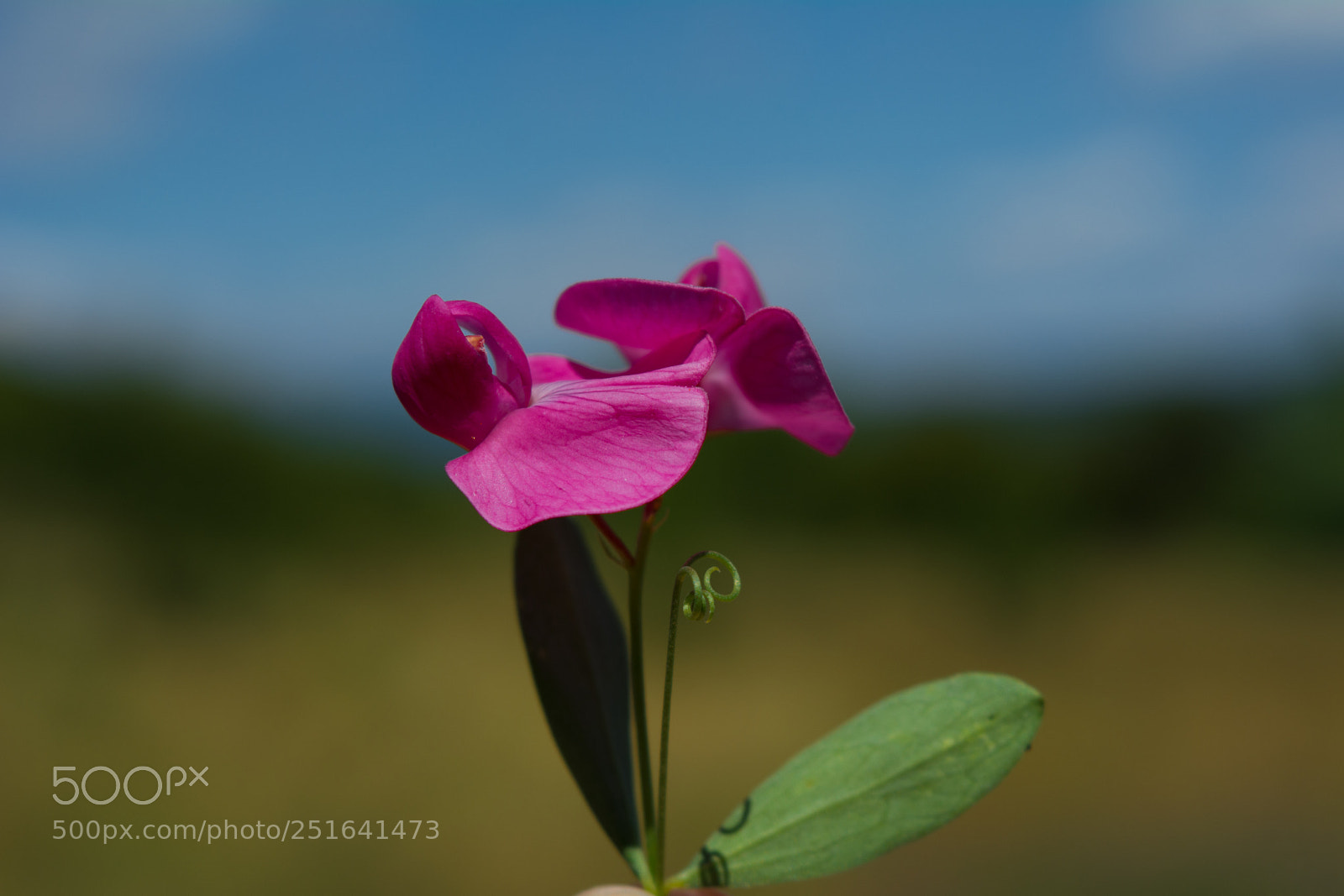 Nikon D5200 sample photo. Purple beauty photography
