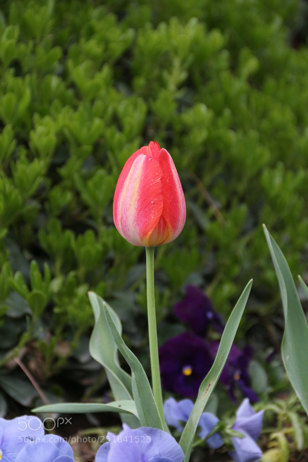 Nikon D610 sample photo. Untitled photography