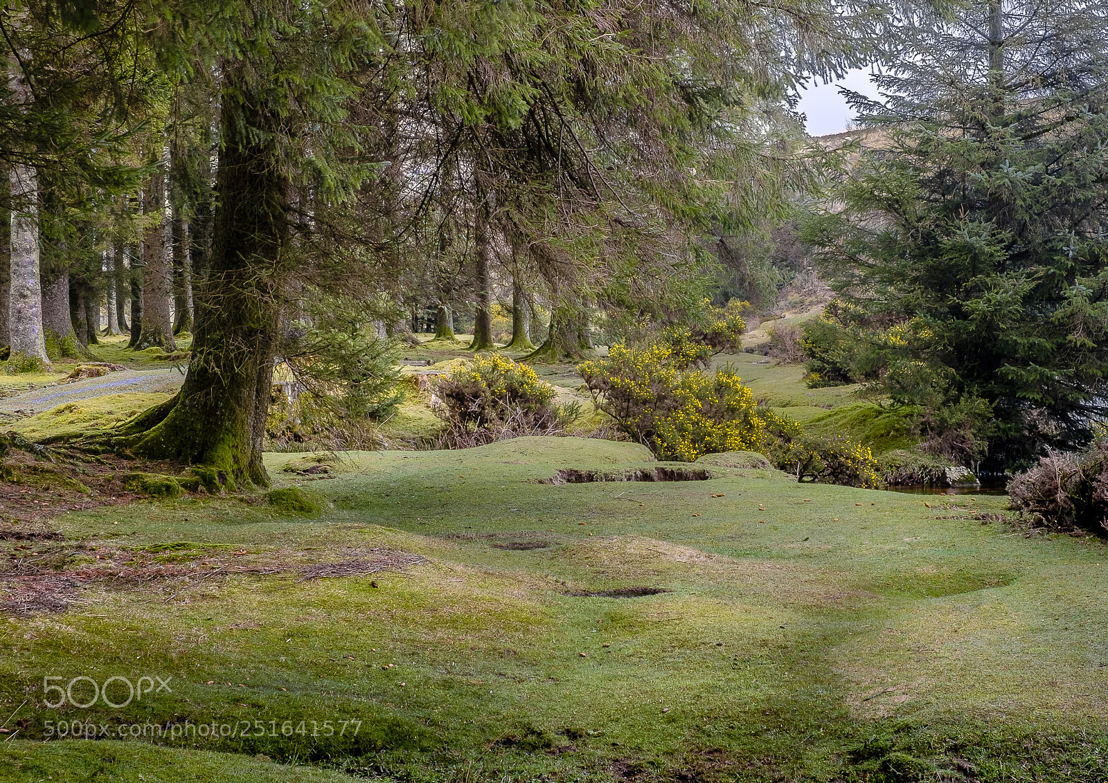 Fujifilm X-T2 sample photo. Belliver forest & dartmouth cove photography