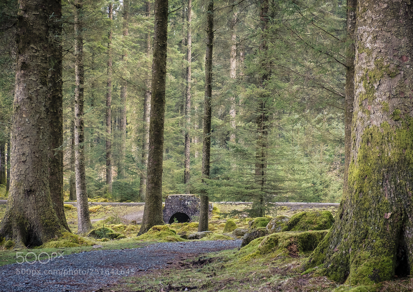 Fujifilm X-T2 sample photo. Belliver forest & dartmouth cove photography