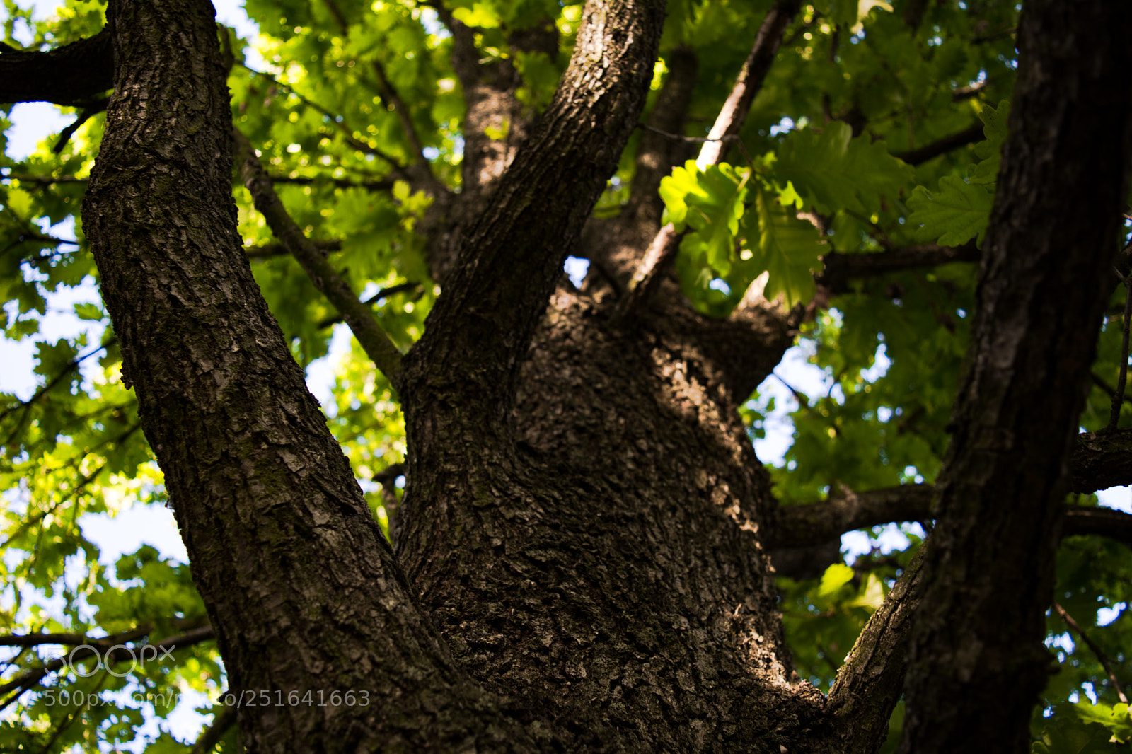 Nikon D5200 sample photo. Tree of life photography