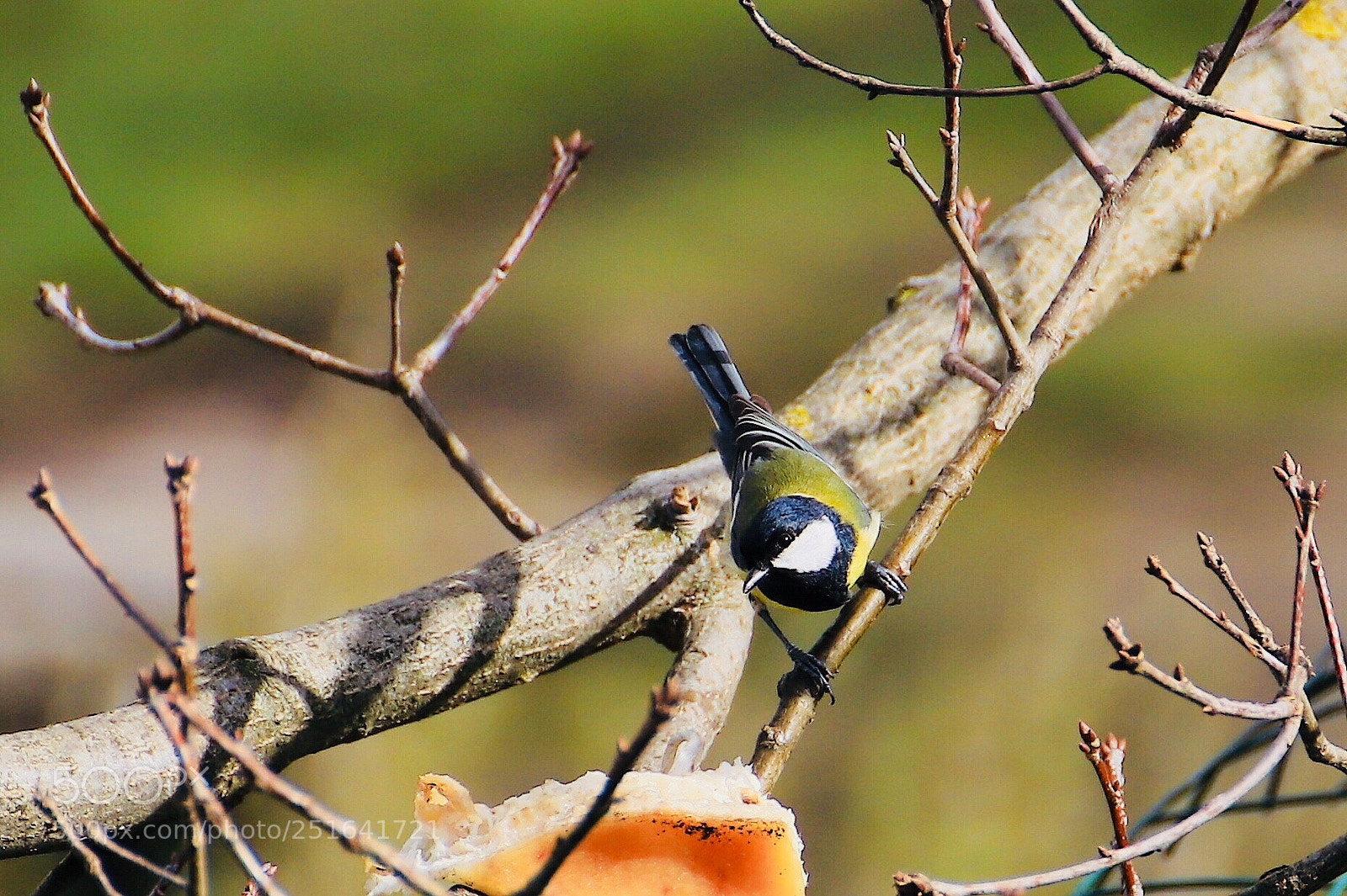 Canon EOS 6D Mark II sample photo. Eat or not to photography