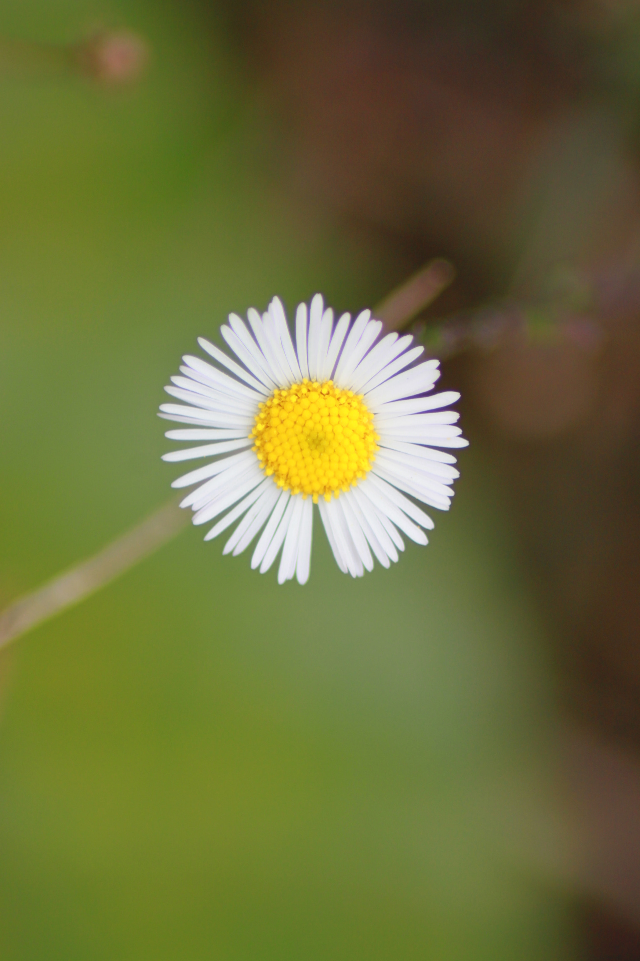 Canon EOS 500D (EOS Rebel T1i / EOS Kiss X3) sample photo. White flower photography