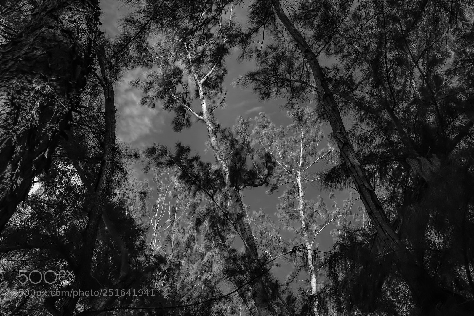 Fujifilm X100F sample photo. Coral gables photography