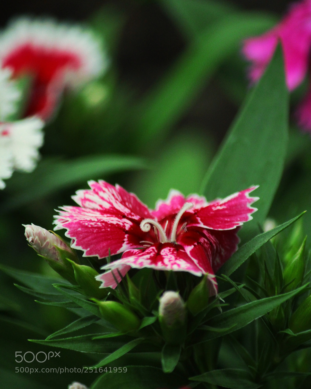 Canon EOS 1200D (EOS Rebel T5 / EOS Kiss X70 / EOS Hi) sample photo. Flor / flower photography