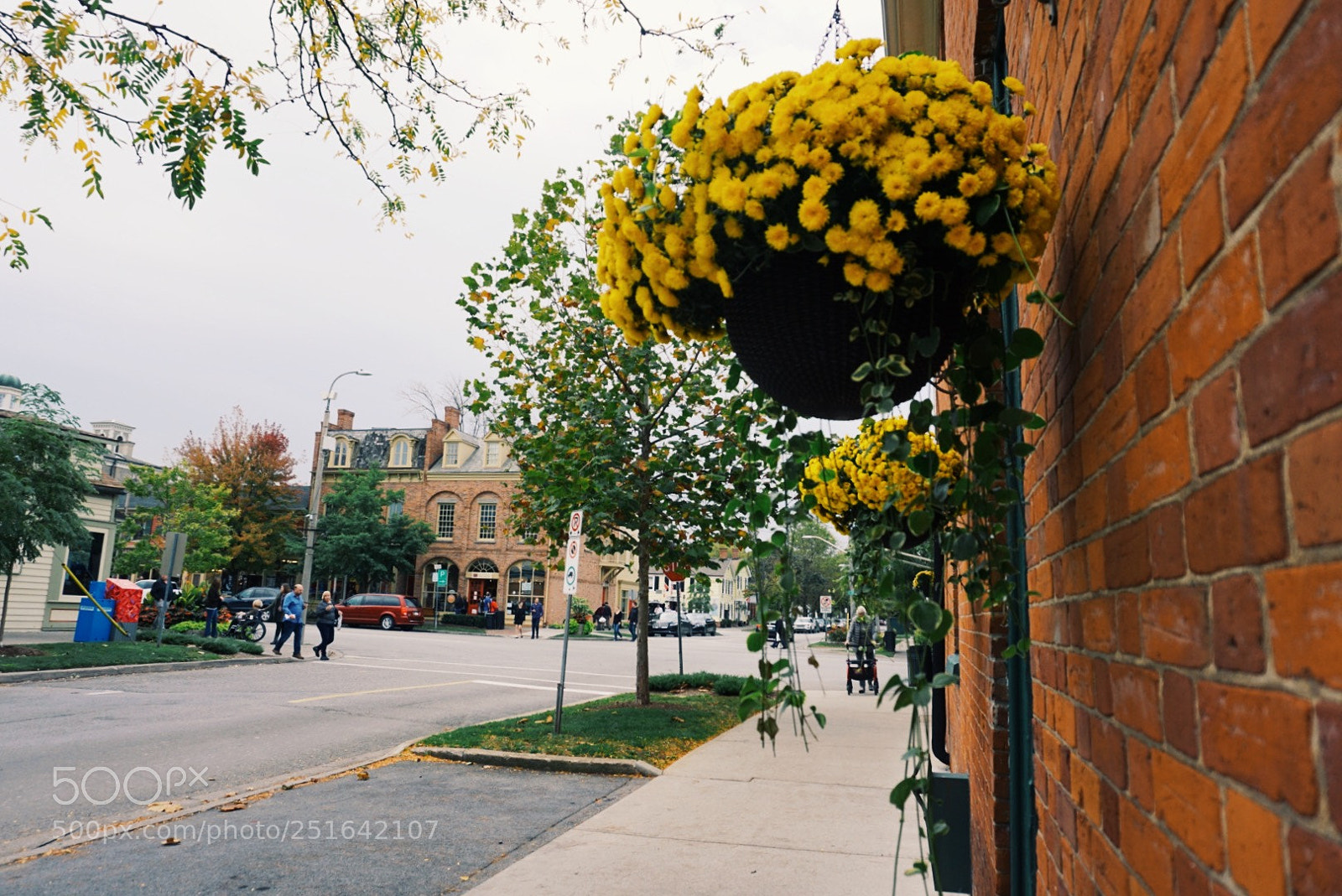 Sony a6000 sample photo. Flowers in the fall photography