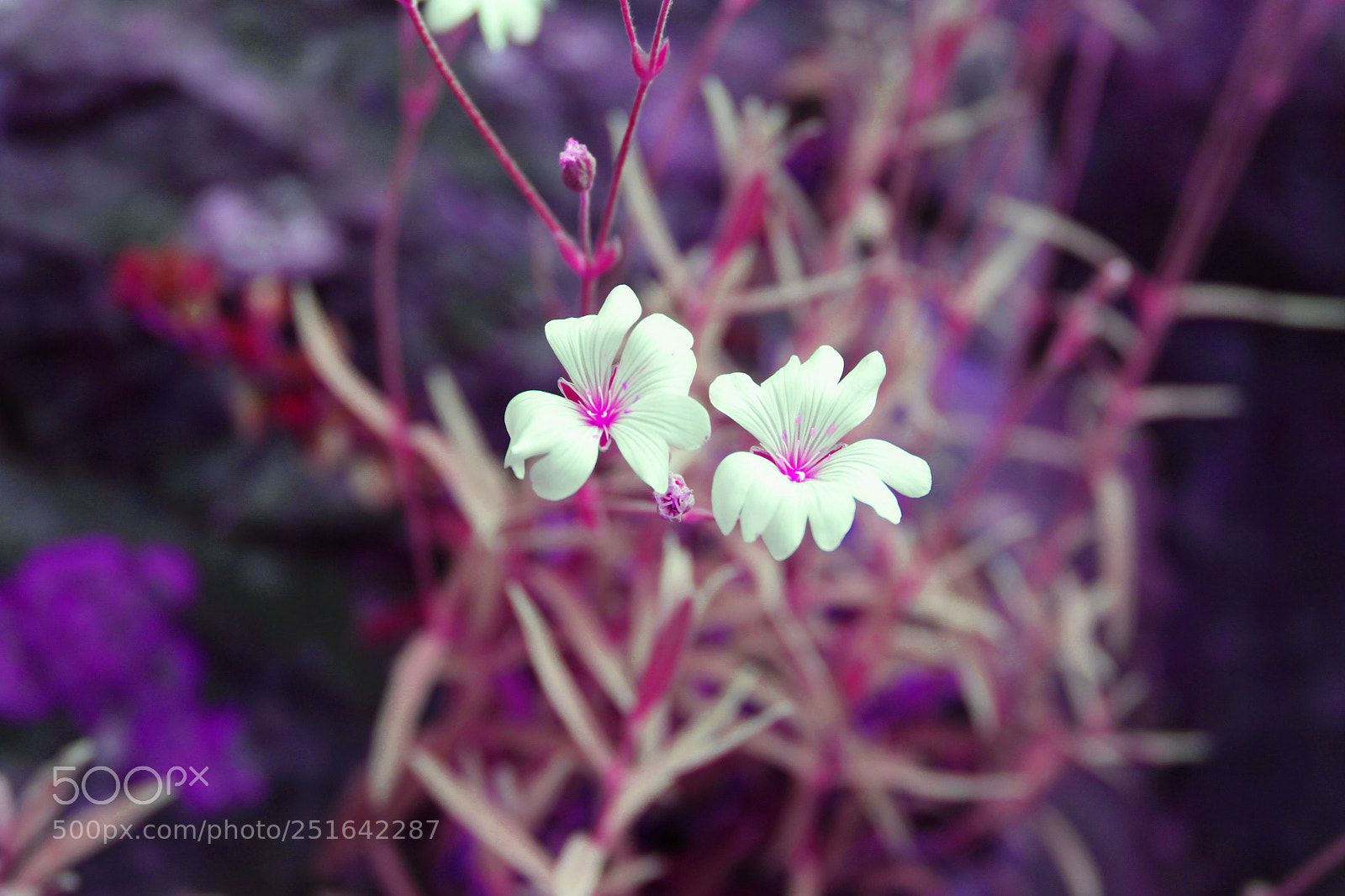 Canon EOS 700D (EOS Rebel T5i / EOS Kiss X7i) sample photo. Kw photography