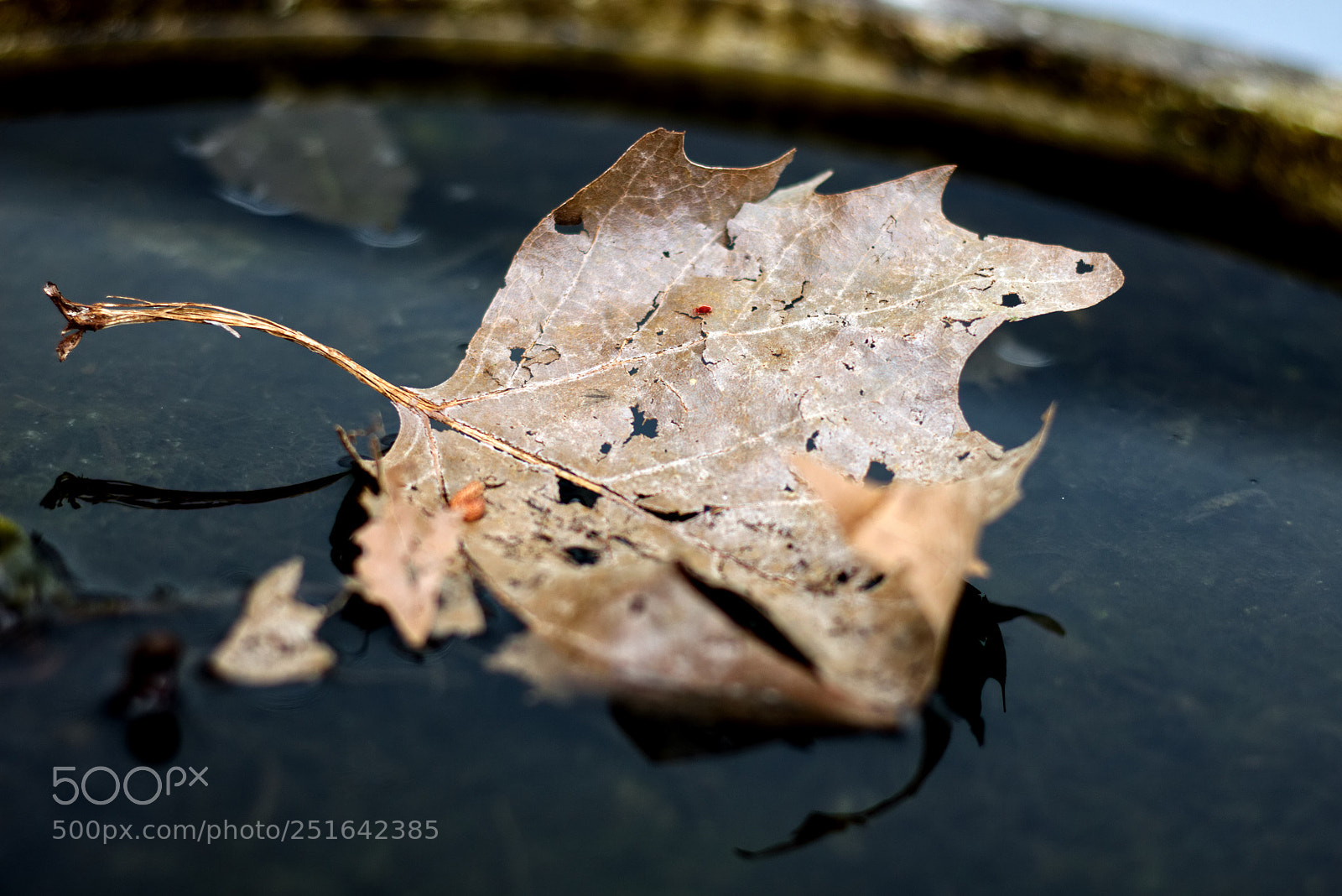 Canon EOS 100D (EOS Rebel SL1 / EOS Kiss X7) sample photo. Dead leaf... photography