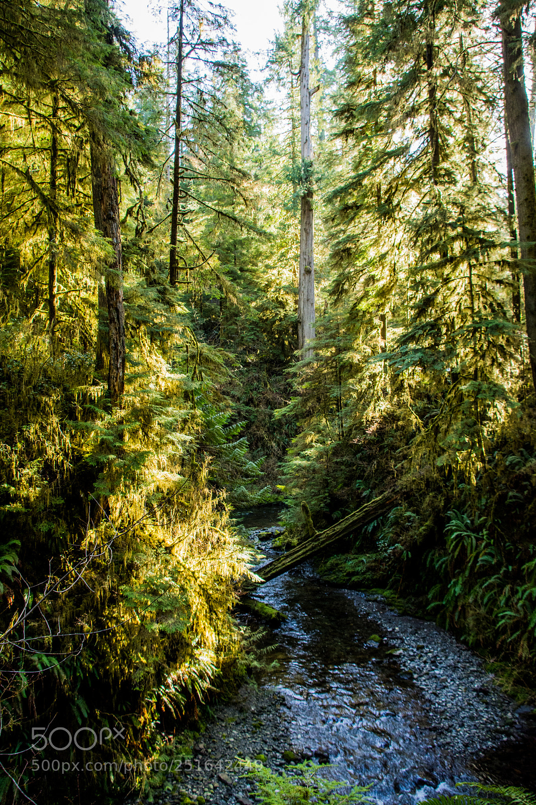 Nikon D7200 sample photo. The lost world photography