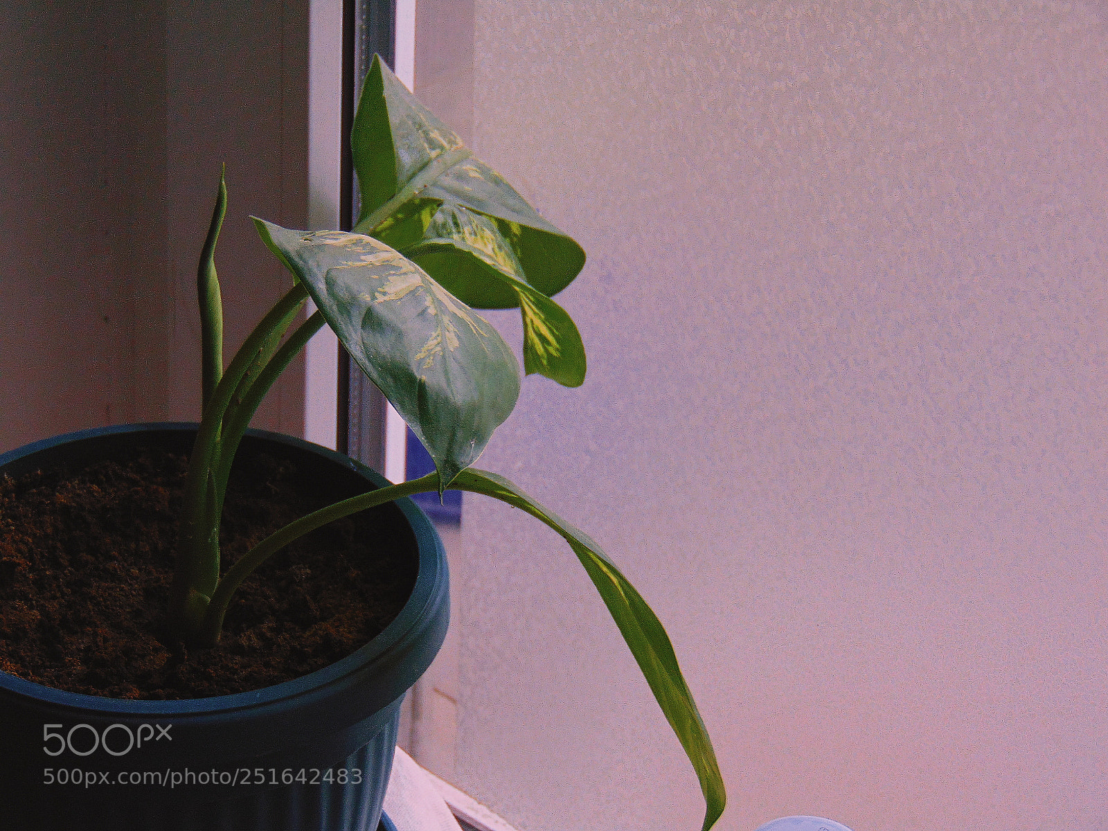 Sony Cyber-shot DSC-H300 sample photo. Plant photography
