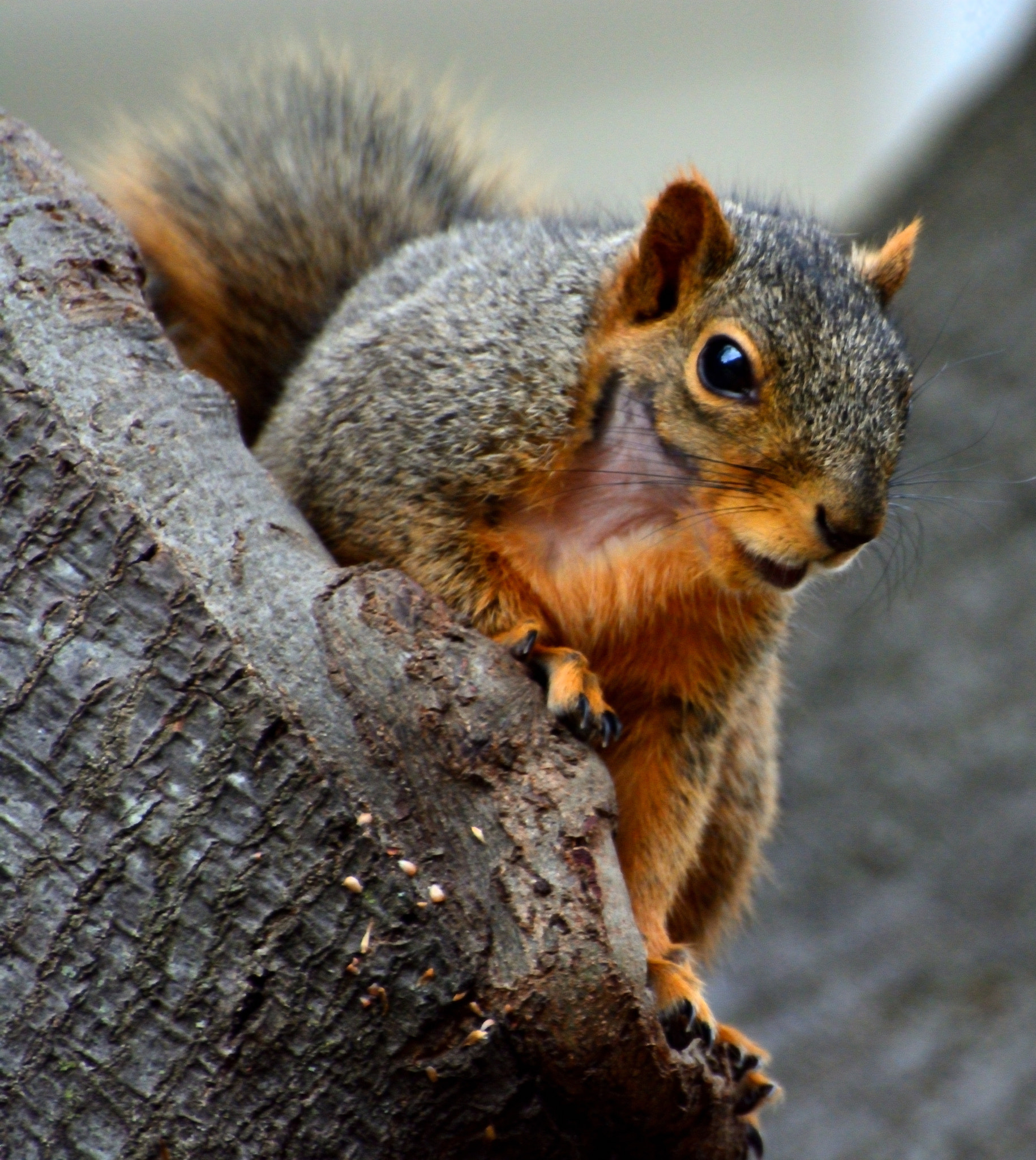 Nikon D5200 sample photo. Bald spot boy photography