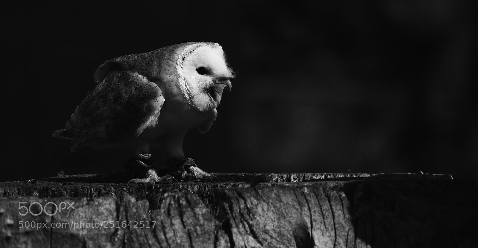 Pentax K-5 sample photo. Barn owl photography
