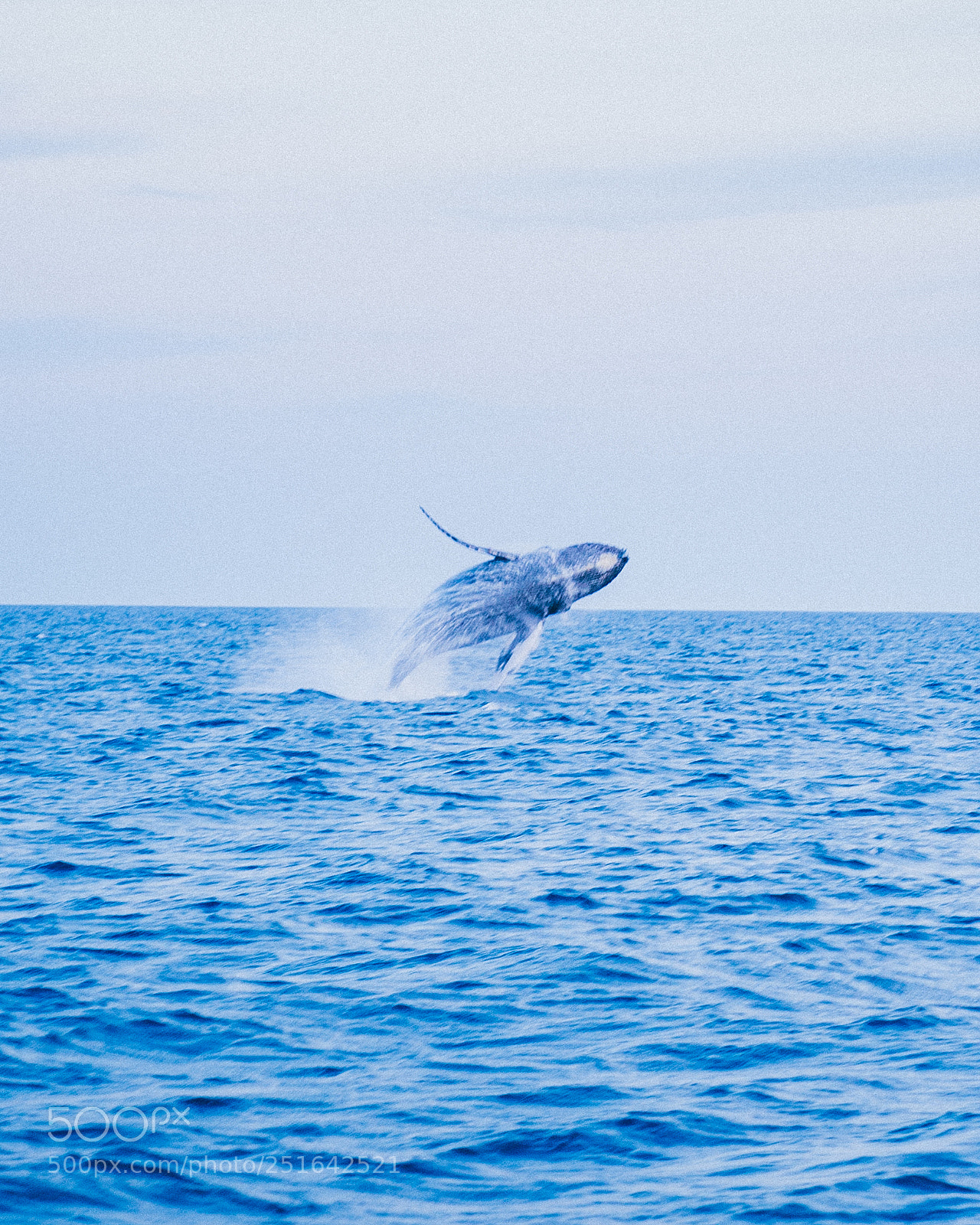 Sony a9 sample photo. Cabo humpback whale photography