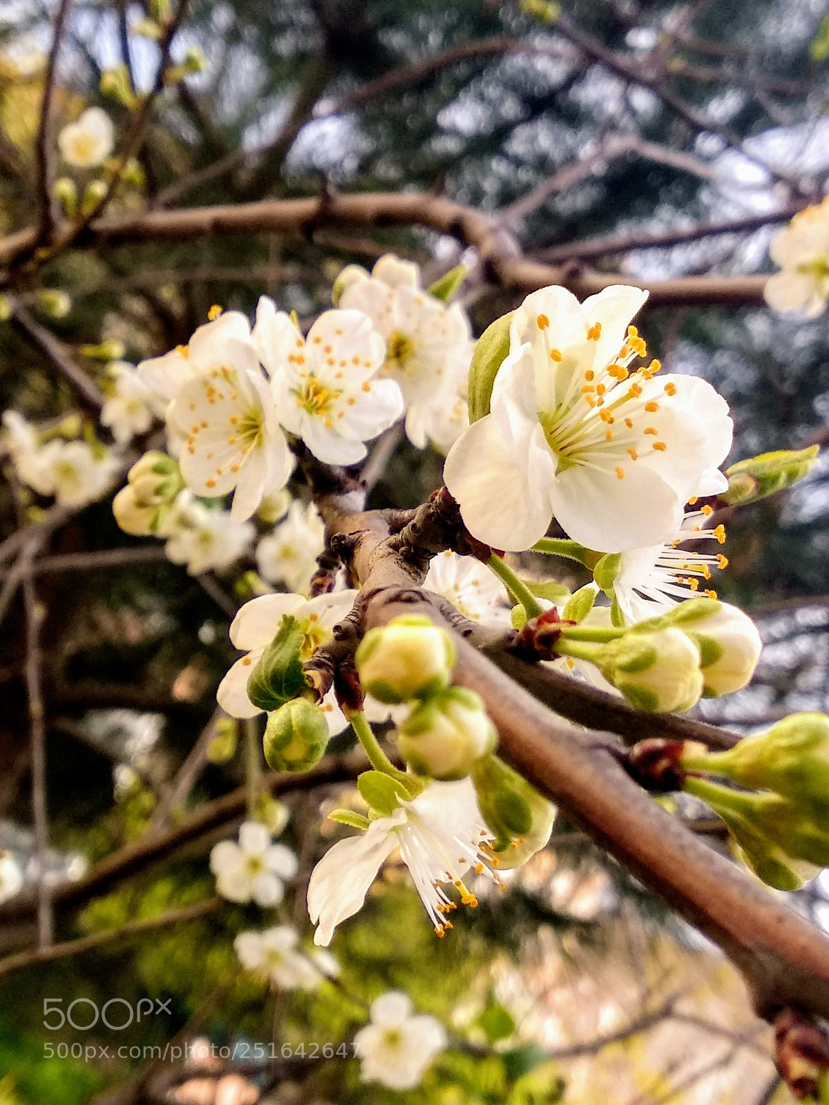 Xiaomi Mi A1 sample photo. If spring comes photography