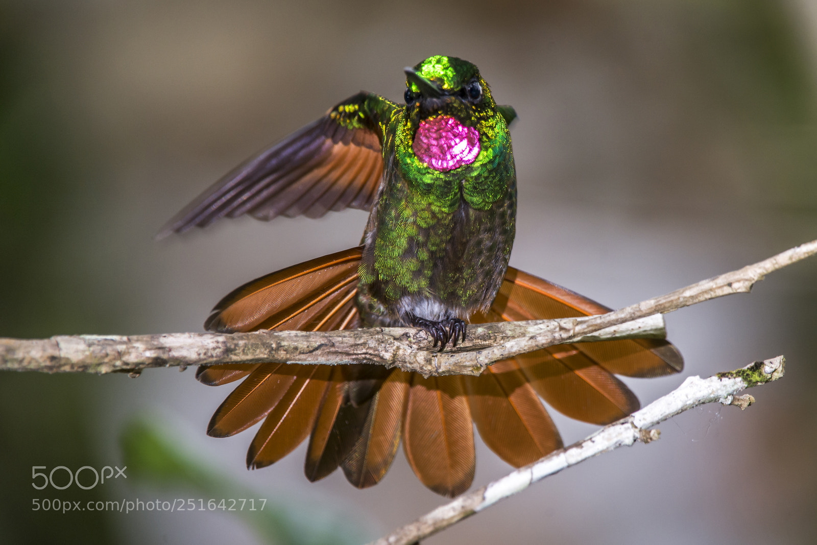 Nikon D800 sample photo. Beija-flor-rubi clytolaema rubricauda brazilian photography