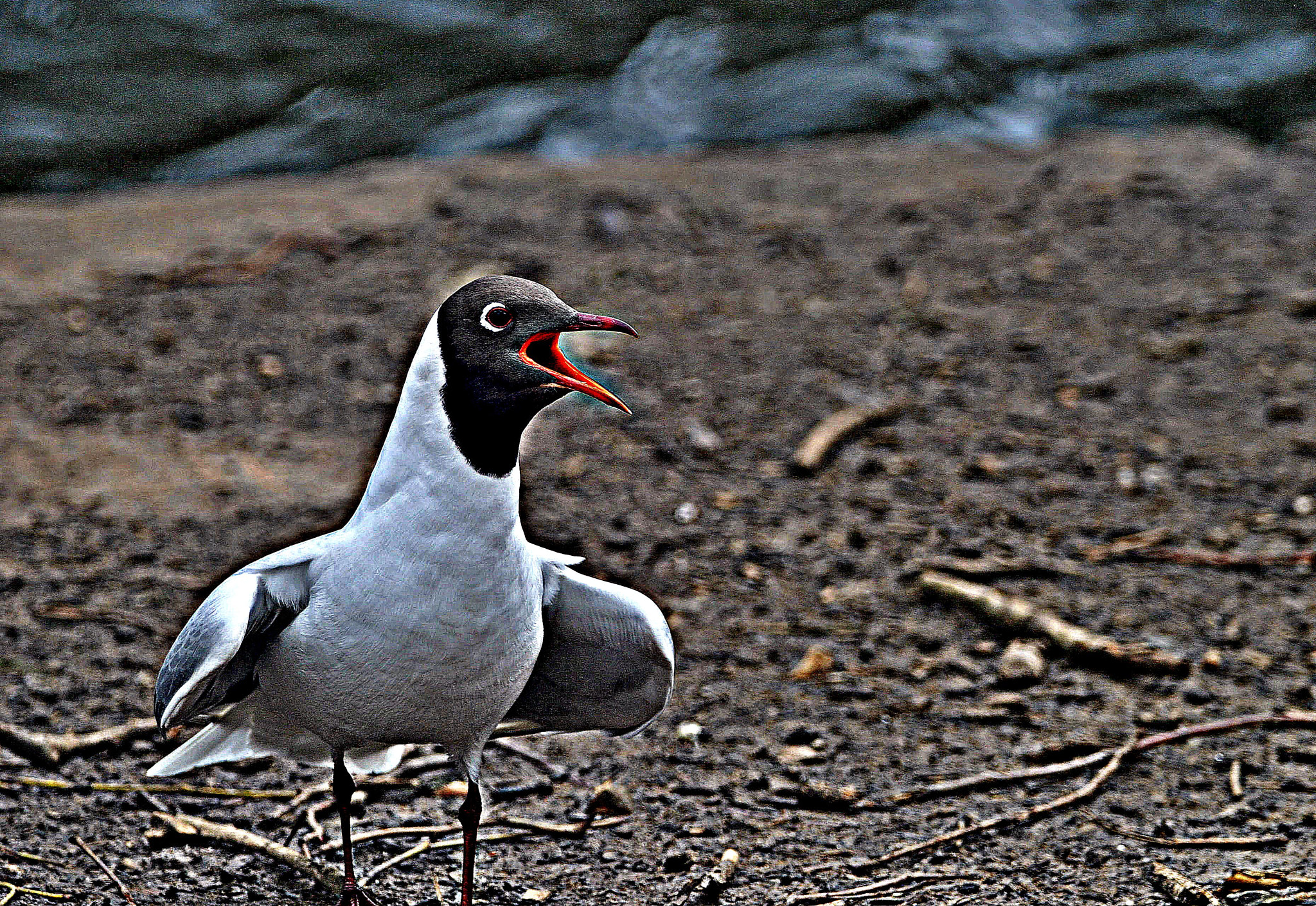 Nikon D3000 + Sigma 150-600mm F5-6.3 DG OS HSM | C sample photo. Gull   i  voice  travels photography