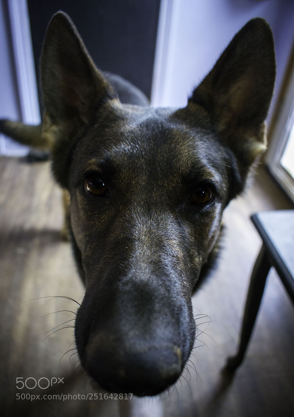 Nikon D7200 sample photo. Sitka77 photography
