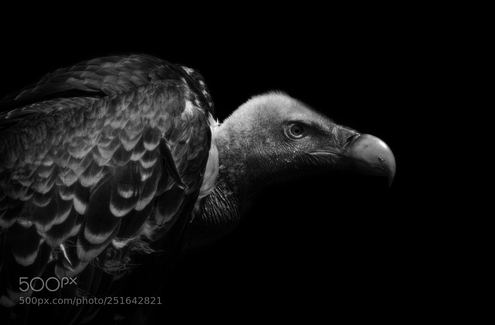 Pentax K10D sample photo. Griffon vulture photography