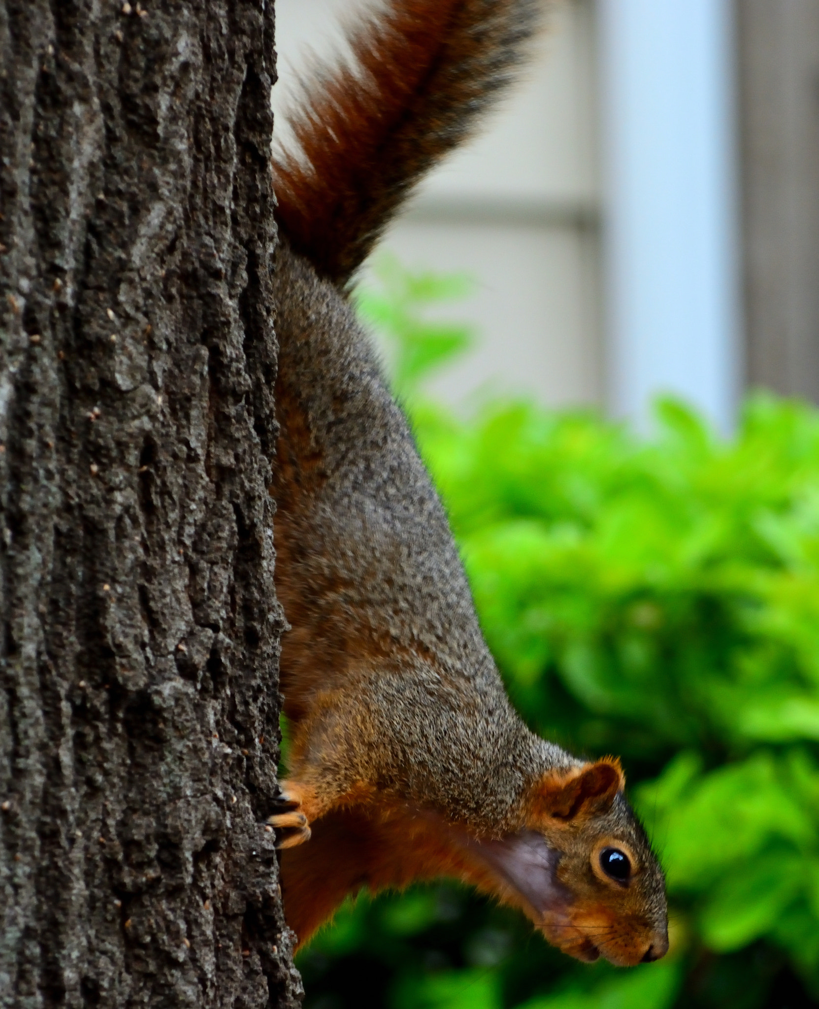 Nikon D5200 sample photo. Bald spot boy too photography